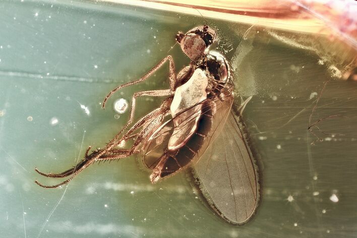 Detailed Fossil Long-Legged Fly (Dolichopodidae) in Baltic Amber #367508